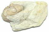 Curled Kainops Trilobite - Black Cat Mountain, Oklahoma #362994-1